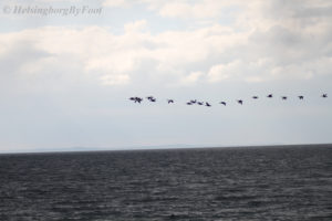 Flying geese (gäss) or shelducks (gravänder) off the coast of Mölle, Skåne, Sweden