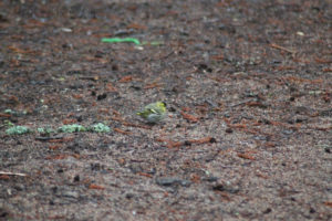 Siskin (grönsiska) in Jordbodalen, Helsingborg, Skåne, Sweden