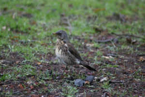 Photo #2 of a Fieldfare (björktrast) hunting for worm on a rainy day in Jordbodalen, Helsingborg, Skåne, Sweden