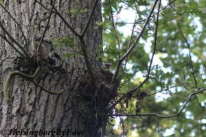 Photo #2 of a Fieldfare (björktrast) in its nest in Pålsjöskog, Helsingborg, Skåne, Sweden