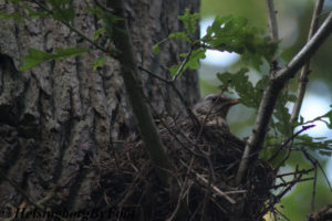 Photo #1 of a Fieldfare (björktrast) in its nest in Pålsjöskog, Helsingborg, Skåne, Sweden