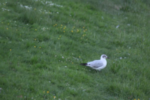 Gull (skrattmås) on a field of grass in Pålsjöskog, Helsingborg, Skåne, Sweden