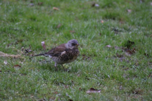 Photo #1 of a Fieldfare (björktrast) hunting for worm on a rainy day in Jordbodalen, Helsingborg, Skåne, Sweden