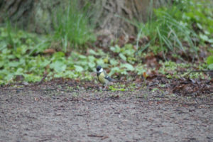 Tit in Jordbodalen, Helsingborg, Skåne, Sweden