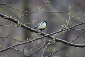 Tit (talgoxe) captured on camera in Kullaberg/Mölle, Skåne, Sweden