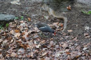 A moorhen (rörhöna) in Jordbodalen, Helsingborg, Skåne, Sweden