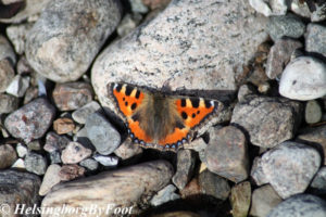 Tortoise-shell/nettle (nässel) Butterfly on rocks