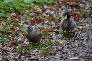 Photo #2 of Mallard (gräsand) female and male following me on a walk in Jordbodalen, Helsingborg, Skåne, Sweden