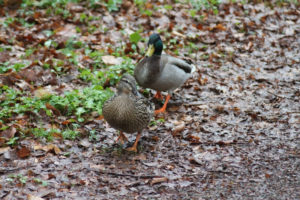 Photo #1 of Mallard (gräsand) female and male following me on a walk in Jordbodalen, Helsingborg, Skåne, Sweden