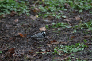 Wagtail (sädesärla) out and about in Jordbodalen, Helsingborg, Skåne, Sweden