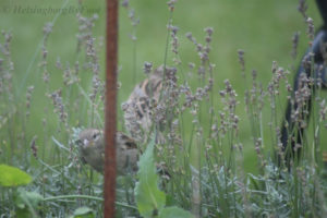 House sparrow (gråsparv) playing peek-a-boo from a lavender bush with my camera :P in a Helsingborg garden, Skåne, Sweden