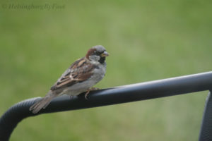 House sparrow (gråsparv) in focus, Helsingborg garden, Skåne, Sweden