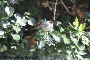 Photo #2 of a rare sighting of Blackcap (svarthätta) in a Helsingborg garden, Skåne, Sweden