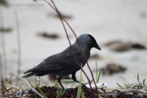 Photo #3 of Jackdaw (Kaja) with mean eyes staring, Helsingborg, Skåne, Sweden