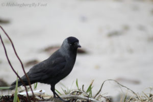 Photo #2 of Jackdaw (Kaja) with mean eyes staring, Helsingborg, Skåne, Sweden