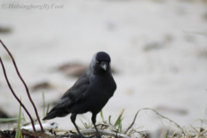 Photo #1 of Jackdaw (Kaja) with mean eyes staring, Helsingborg, Skåne, Sweden