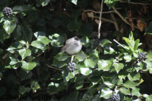 Photo #3 of a rare sighting of Blackcap (svarthätta) in a Helsingborg garden, Skåne, Sweden