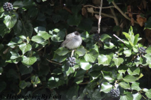 Photo #1 of a rare sighting of Blackcap (svarthätta) in a Helsingborg garden, Skåne, Sweden