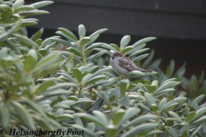 House sparrow (gråsparv) on a rhododendron in a Helsingborg garden, Skåne, Sweden