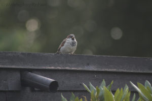 Photo #3 of a House sparrow (gråsparv) visiting Helsingborg garden, Skåne, Sweden