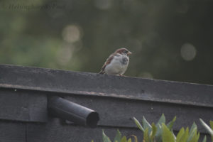 Photo #1 of a House sparrow (gråsparv) visiting Helsingborg garden, Skåne, Sweden