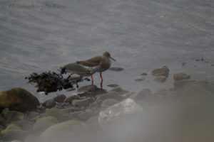 Redshank (rödbena) on the coast around Helsingborg, Skåne, Sweden