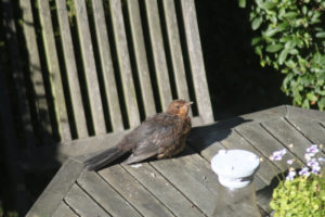 Female blackbird sunbathing on wooden table in a Helsingborg garden, Skåne, Sweden