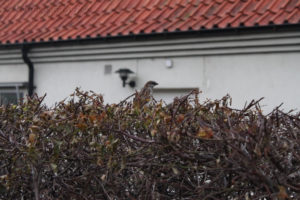 House sparrow (gråsparv) in a hedge in Höganäs, Skåne, Sweden