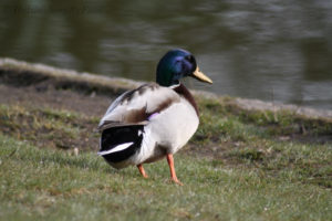 Male mallard (gräsand) in Pålsjöskog, Helsingborg, Skåne, Sweden