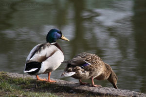 Mallard (gräsand) male and female in Pålsjöskog, Helsingborg, Skåne, Sweden