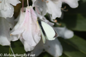 Cabbage butterfly (kålfjäril)