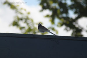 Photo #3 of a wagtail (Sädesärla) visiting a Helsingborg garden, Skåne, Sweden