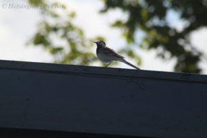 Photo #1 of a wagtail (Sädesärla) visiting a Helsingborg garden, Skåne, Sweden