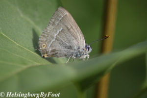 Photo #4 of Hairstreak butterfly (eksnabbvinge)