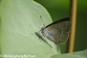 Photo #3 of Hairstreak butterfly (eksnabbvinge)