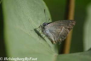 Photo #2 of Hairstreak butterfly (eksnabbvinge)