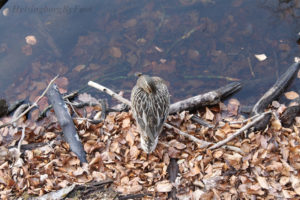 Female mallard (gräsands hona) in Jordbodalen, Helsingborg, Skåne, Sweden