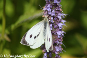 Photo #4 of Cabbage butterfly (kålfjäril)