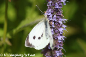 Photo #3 of Cabbage butterfly (kålfjäril)