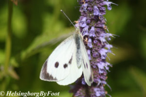 Photo #2 of Cabbage butterfly (kålfjäril)