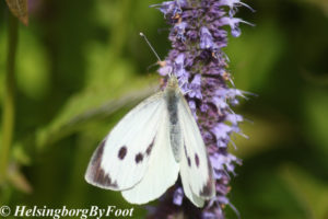 Photo #1 of Cabbage butterfly (kålfjäril)