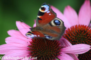 Photo #8 of Peacock (påfågelöga) butterfly