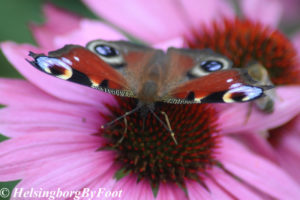 Photo #7 of Peacock (påfågelöga) butterfly