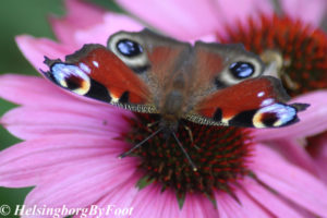 Photo #6 of Peacock (påfågelöga) butterfly