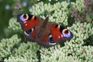 Photo #5 of Peacock (påfågelöga) butterfly