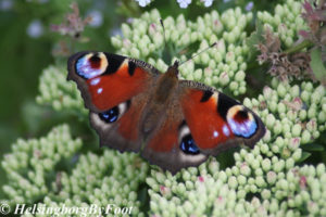 Photo #4 of Peacock (påfågelöga) butterfly