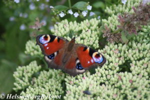 Photo #3 of Peacock (påfågelöga) butterfly