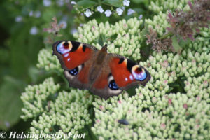 Photo #2 of Peacock (påfågelöga) butterfly