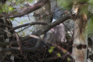 Photo #2 of a Pigeon/dove (ringduva) in a bird's nest in a birch tree, Viken, Skåne, Sweden