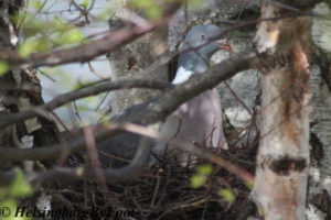 Photo #1 of a Pigeon/dove (ringduva) in a bird's nest in a birch tree, Viken, Skåne, Sweden